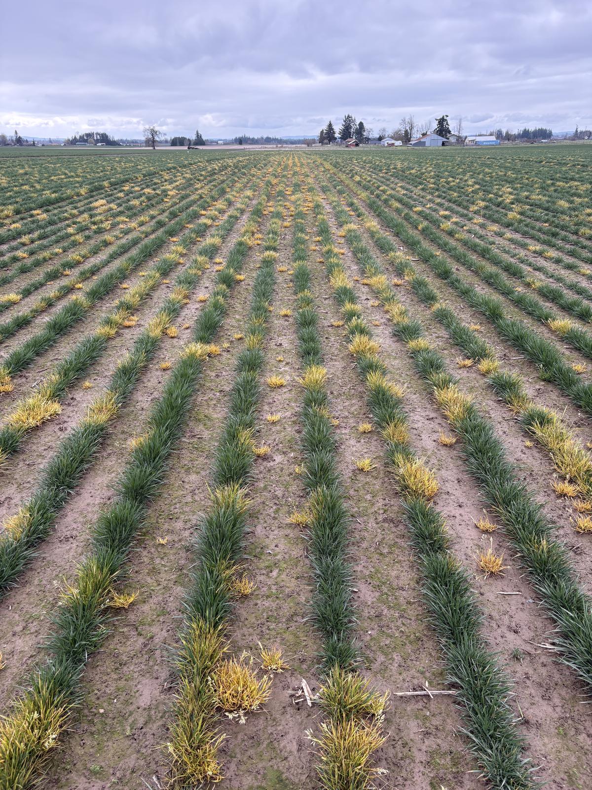 Targeted spray marks between green crop rows.